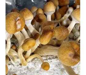 Acheter Kit de Culture Champignon Equateur - Psilocybe Cubensis