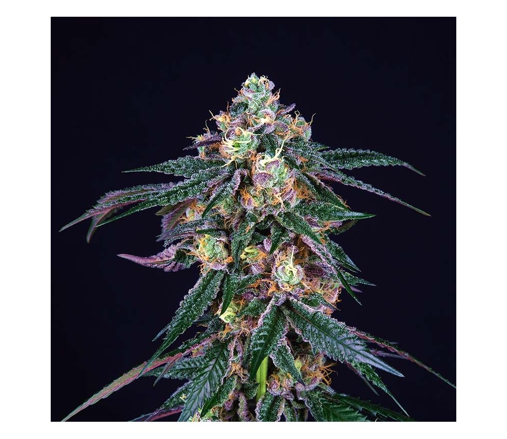 Midnight Sherbet de Perfect Tree Seeds