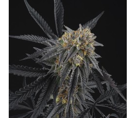 Peach Sherbert de Perfect Tree Seeds