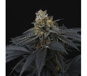 Pink Gasoline de Perfect Tree Seeds