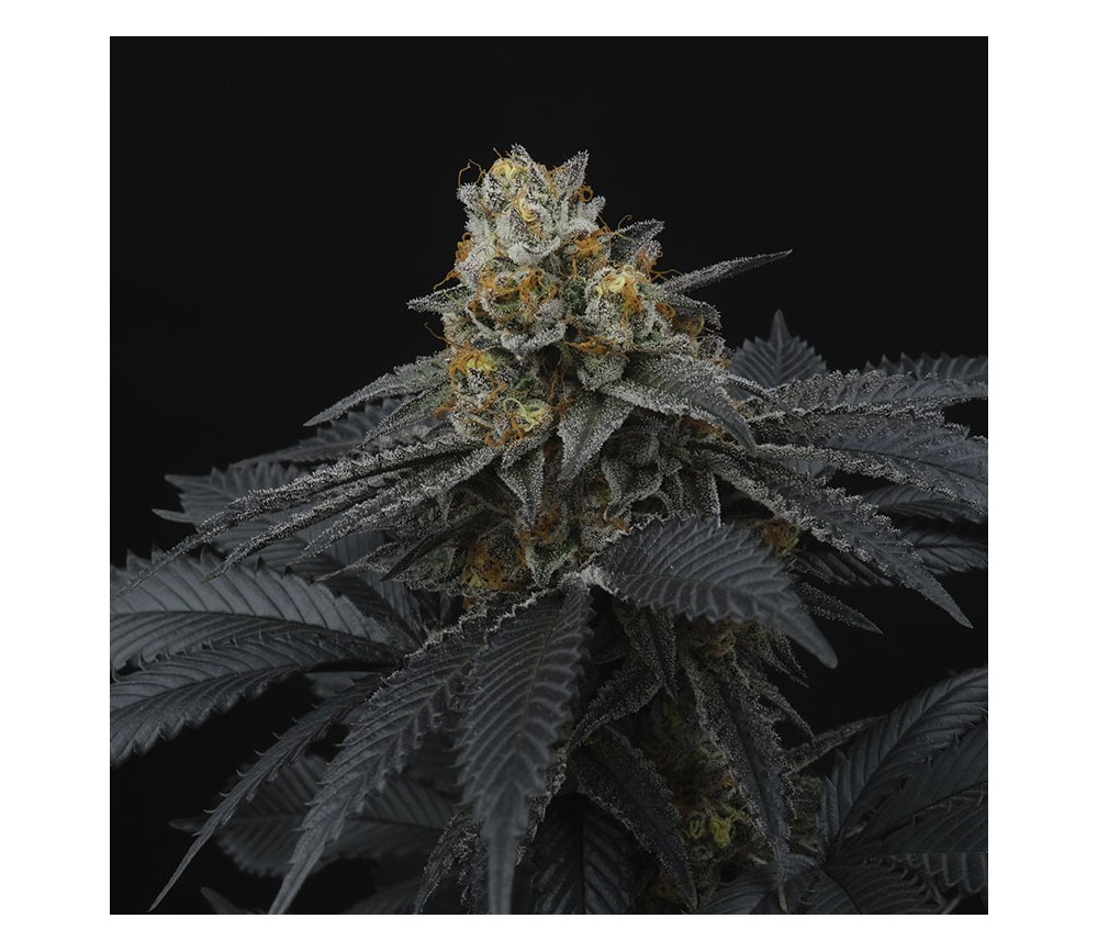 Pink Gasoline de Perfect Tree Seeds