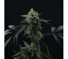 Lime Ozz de Perfect Tree Seeds