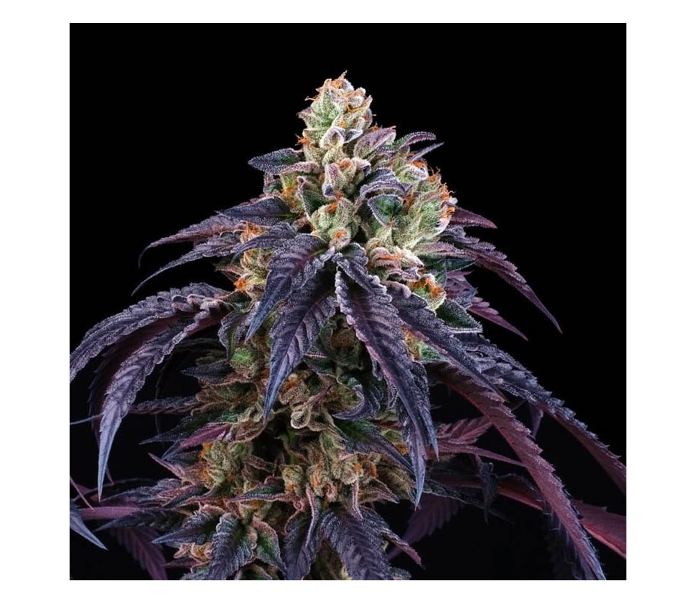 Loukoum de Perfect Tree Seeds