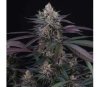 Spritz de Perfect Tree Seeds