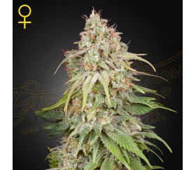 Amnesia de Green House Seeds