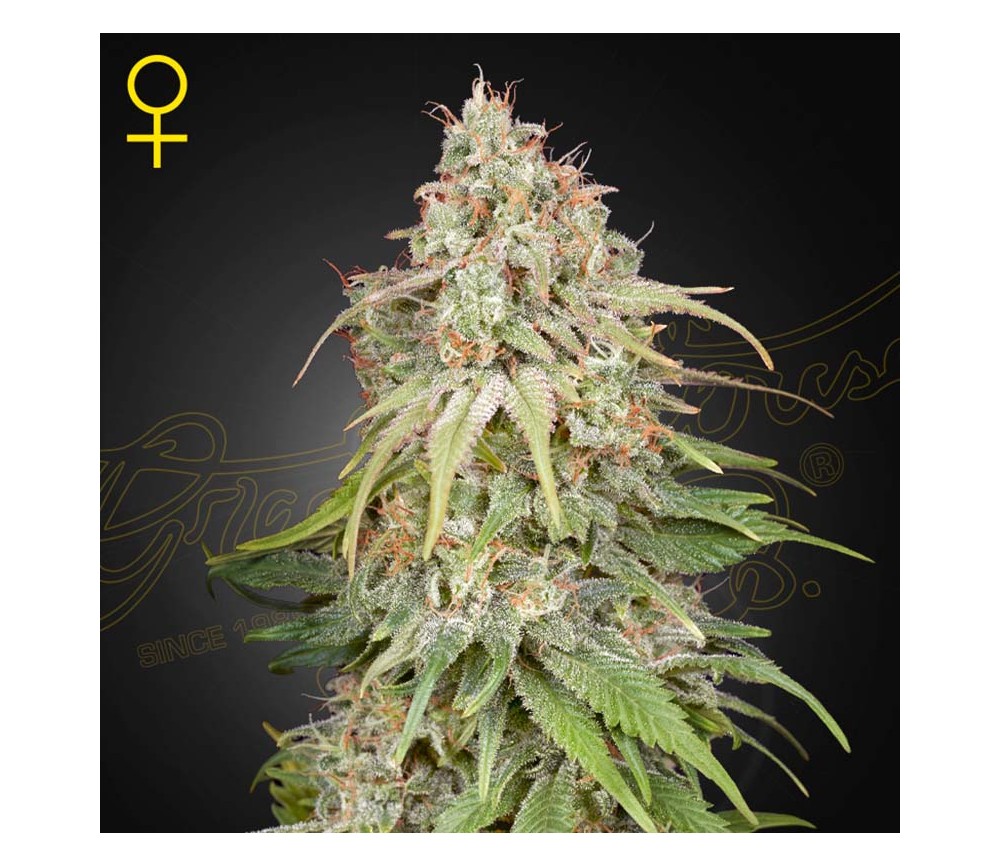 Amnesia de Green House Seeds