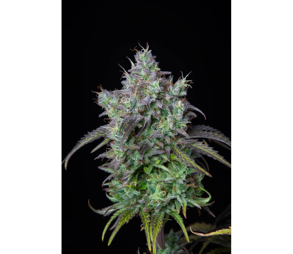 Big Bud Auto de Fast Buds