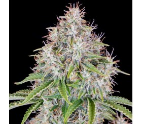 Cinderella Auto de Fast Buds