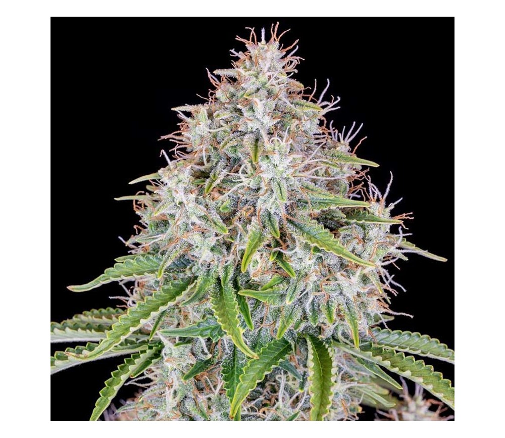 Cinderella Auto de Fast Buds