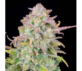 Trainwreck Auto de Fast Buds