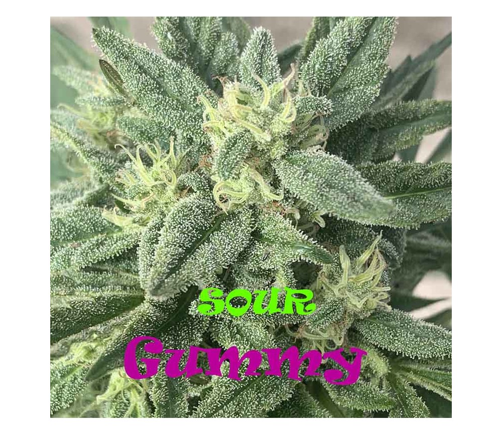 Sour Gummy de Dr. Underground