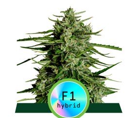 Titan F1 Auto de Royal Queen Seeds