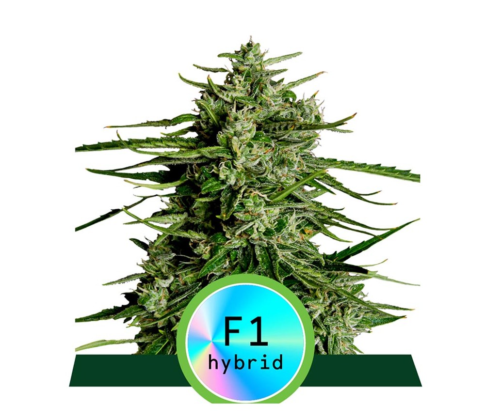 Titan F1 Auto de Royal Queen Seeds