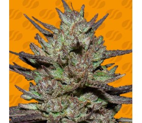 Pink Rozay Original Sensible Seeds