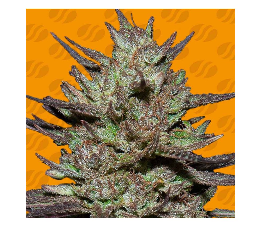 Pink Rozay Original Sensible Seeds