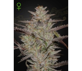 Alienz Auto de Green House Seeds