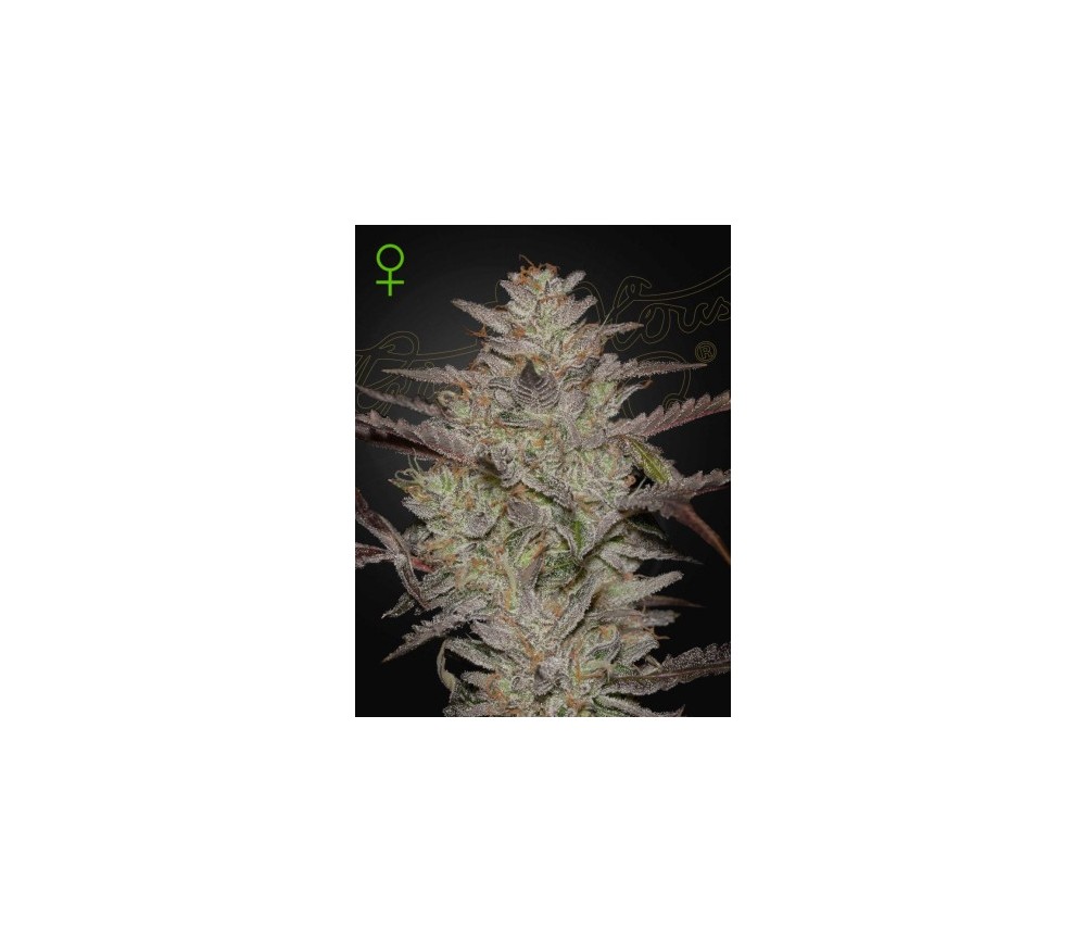 Alienz Auto de Green House Seeds