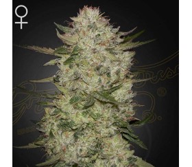 Highcloudz Auto de Green House Seeds