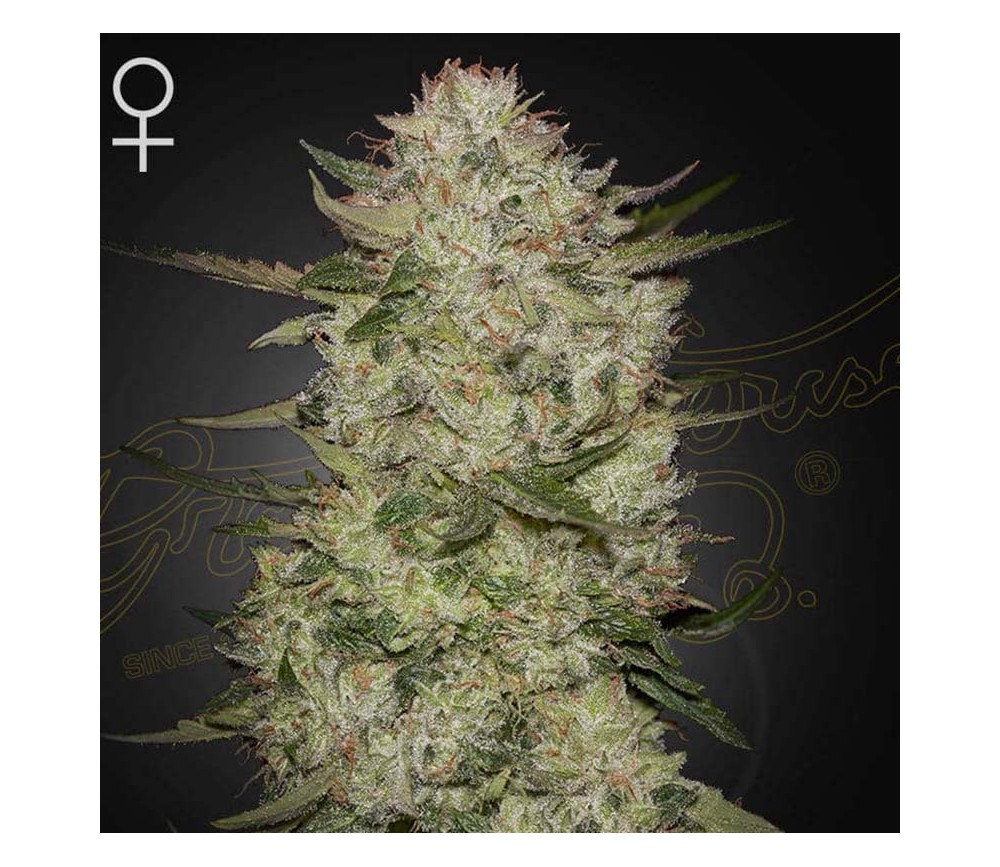 Highcloudz Auto de Green House Seeds