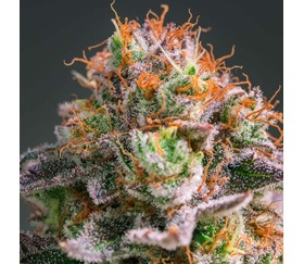 Apricot Oreoz de Humboldt Seed Company