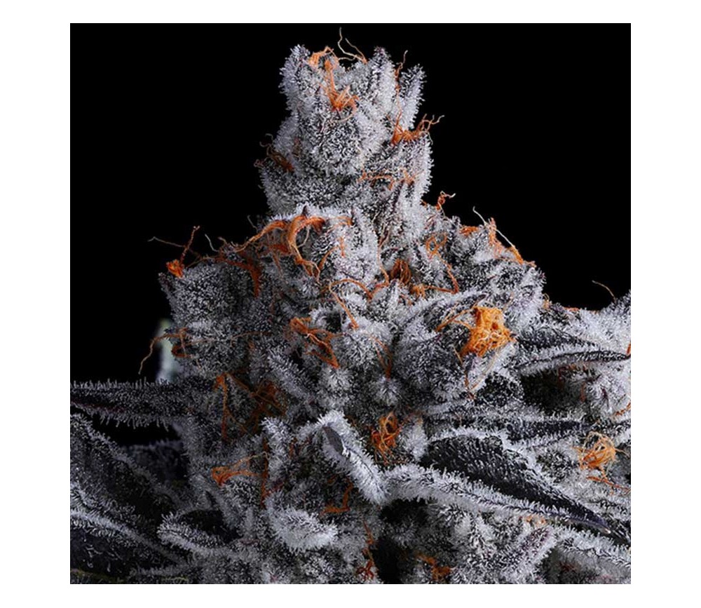 High Mars de Anesia Seeds