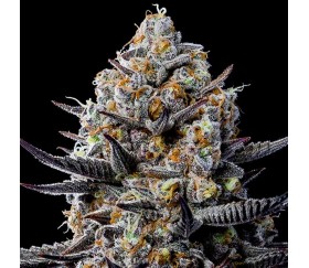 Jealousy Dankness de Anesia Seeds