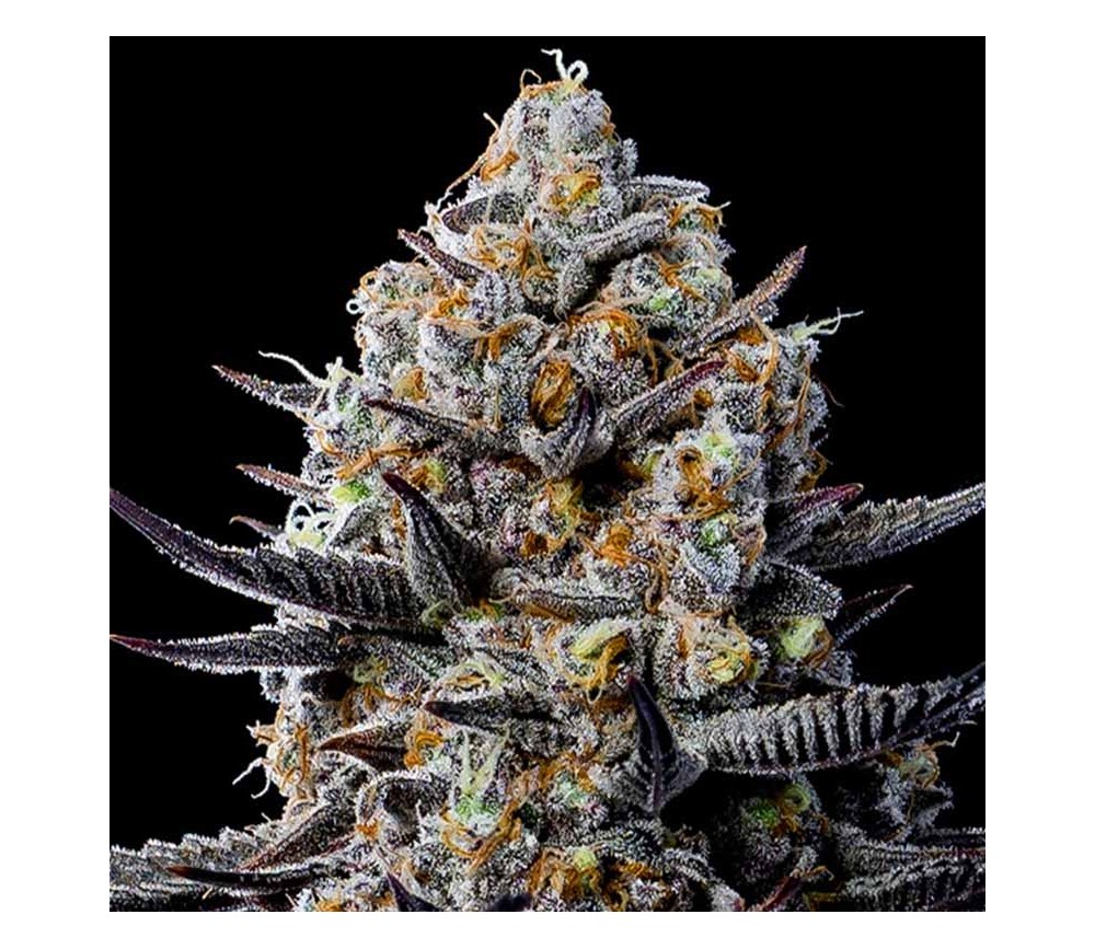 Jealousy Dankness de Anesia Seeds