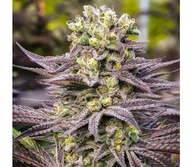 Oracle Octane de Anesia Seeds