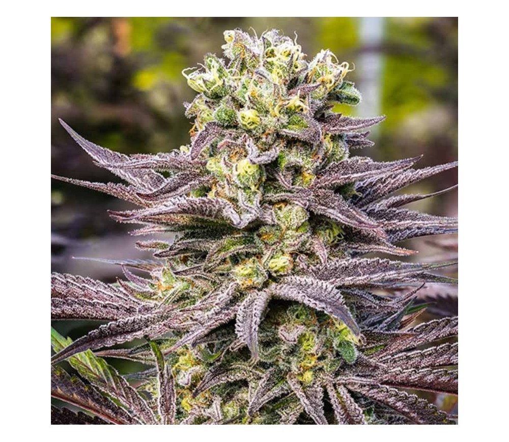 Oracle Octane de Anesia Seeds