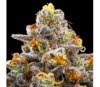 Purple Boost Highness de Anesia Seeds