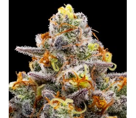 Purple Boost Highness de Anesia Seeds