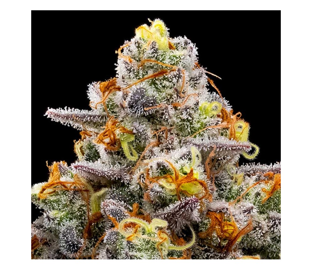 Purple Boost Highness de Anesia Seeds