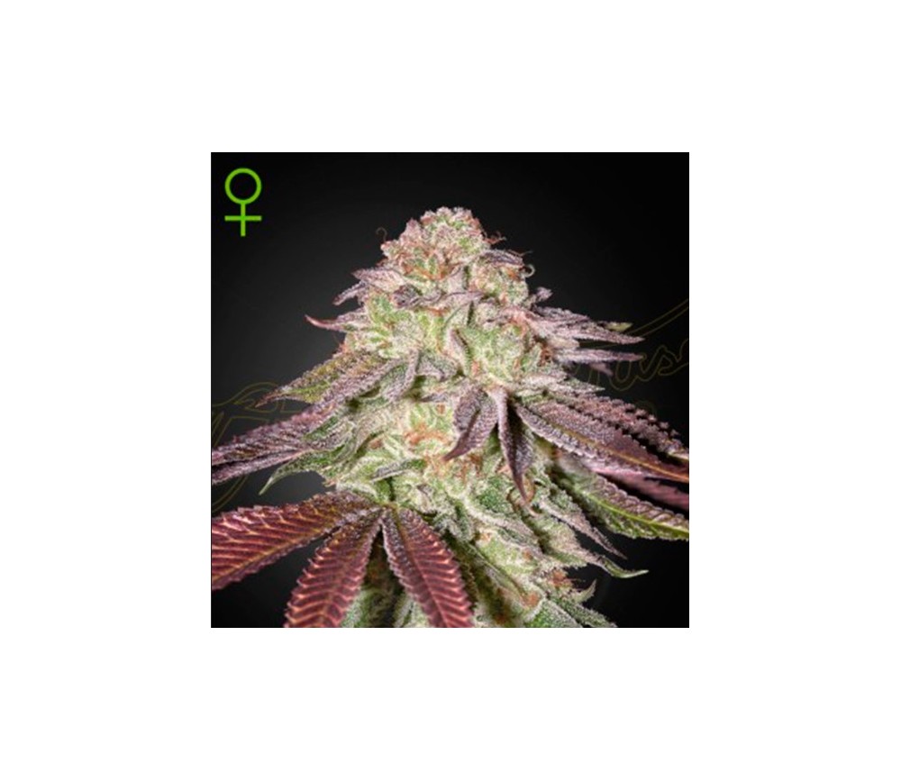 Sugarlato Auto de Green House Seeds