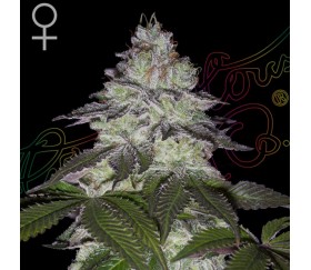 Milky Dreams de Green House Seeds