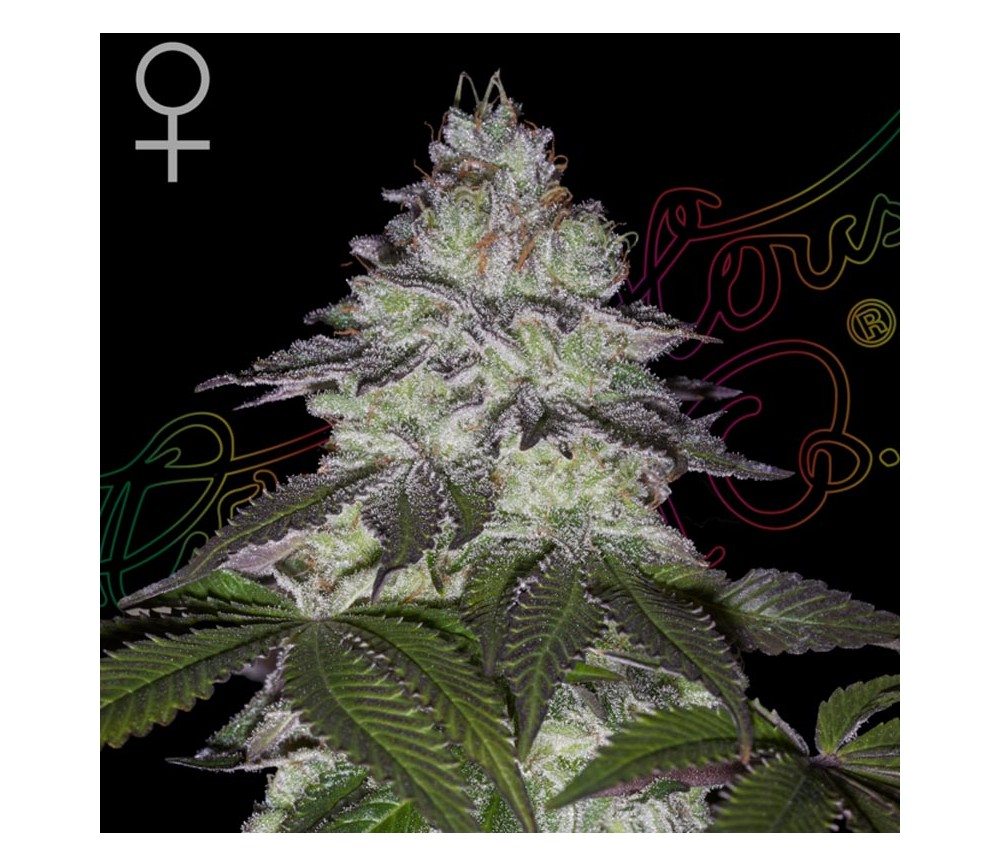 Milky Dreams de Green House Seeds