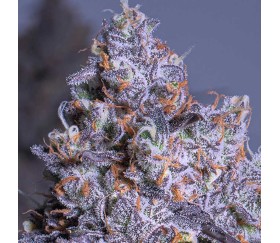 Frozen Black Cherry Auto de Anesia Seeds