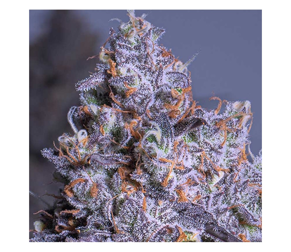 Frozen Black Cherry Auto de Anesia Seeds