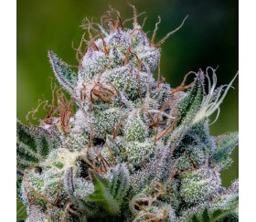 Green Apple Juice Auto de Anesia Seeds