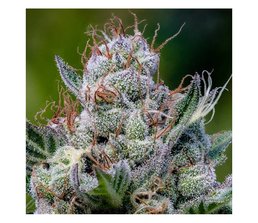 Green Apple Juice Auto de Anesia Seeds