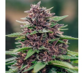 Toffee Pudding Auto de Anesia Seeds