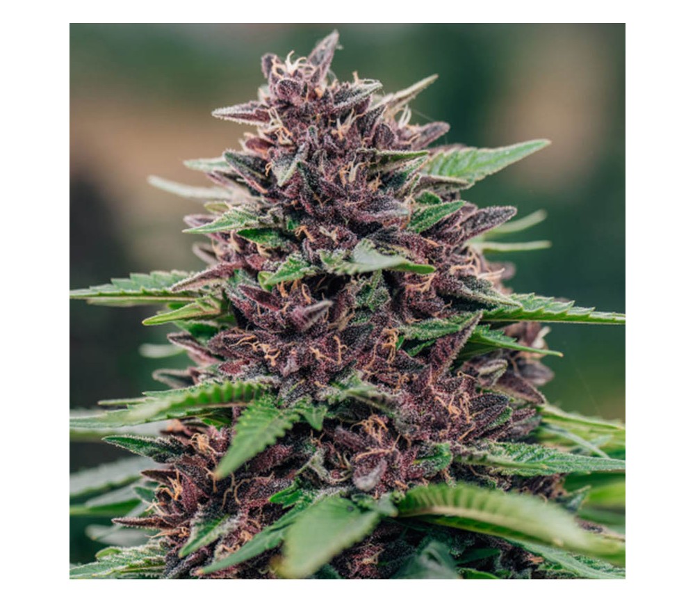 Toffee Pudding Auto de Anesia Seeds