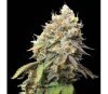 Bruce Banner de Seedstockers