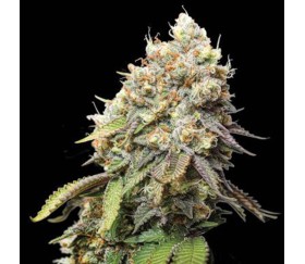 Bruce Banner de Seedstockers