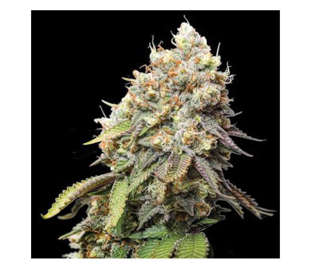 Bruce Banner de Seedstockers