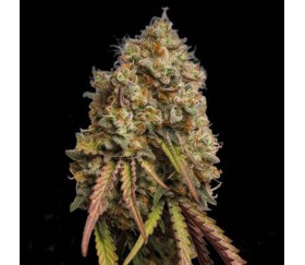 Gorilla Cookies de Seedstockers