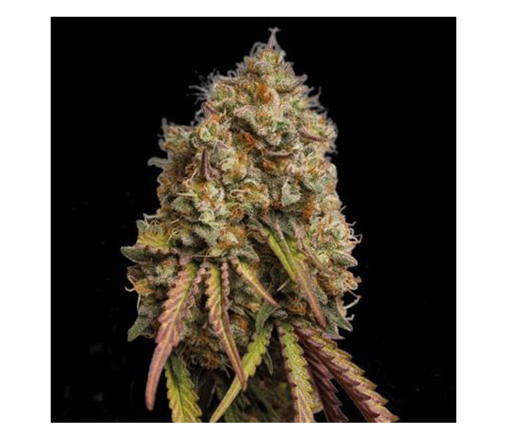 Gorilla Cookies de Seedstockers