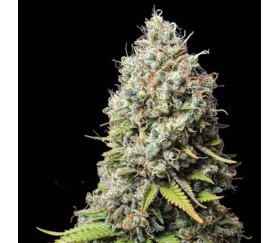 Jack Herer de Seedstockers