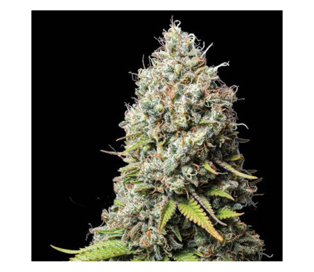 Jack Herer de Seedstockers