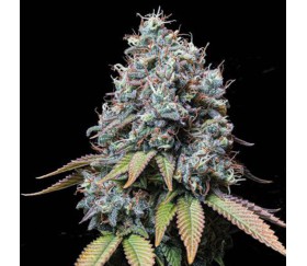 Sour Diesel de Seedstockers