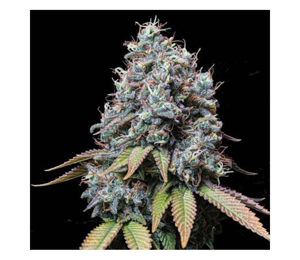 Sour Diesel de Seedstockers